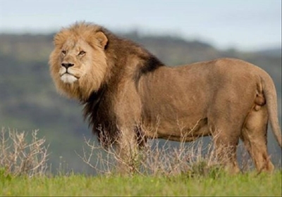 Limpopo lions being killed for muti 
