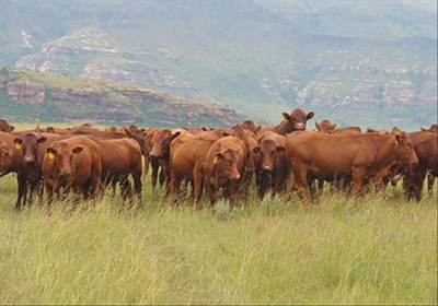 Growing antibiotic resistance an urgent problem