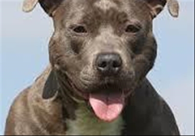Tips for pit bull owners