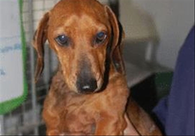 Lost dachshund found after 2 years