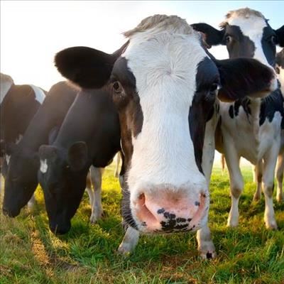 Animals on a cow-lision course