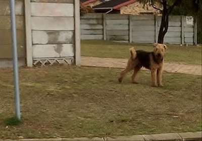 Verstrengelde hond gered