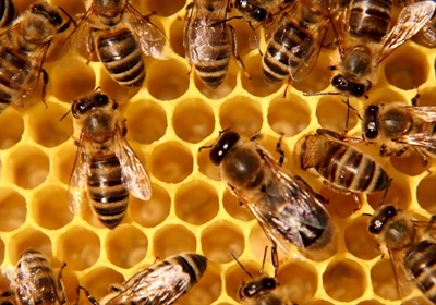 SA honey production on a downward spiral