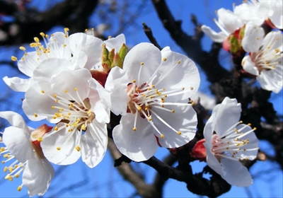Don't miss the Spring Blossom Festival