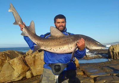 Stilbaaiers trek die grotes uit