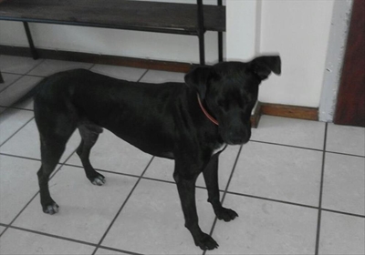 Hond soek goeie huis