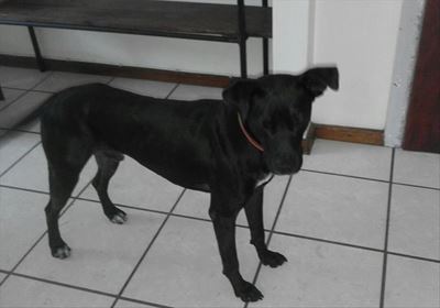 Hond soek goeie huis