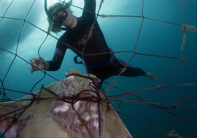 Plea for removal of shark nets