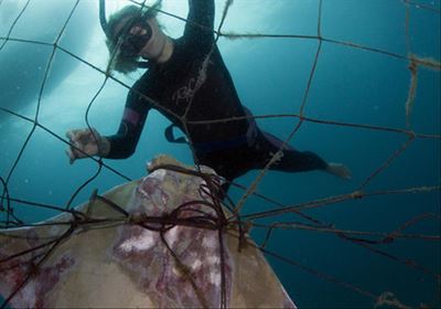 Plea for removal of shark nets