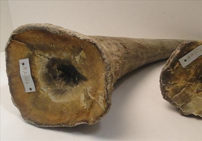 Concerns raised over online rhino horn auction