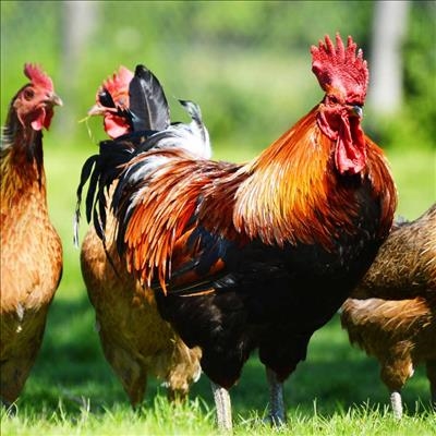 Measures against avian flu in place
