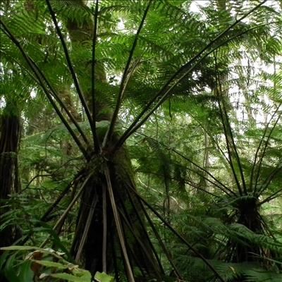 Rangers' 4x4 Forest Experience