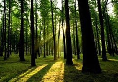 Tree Committee to be established