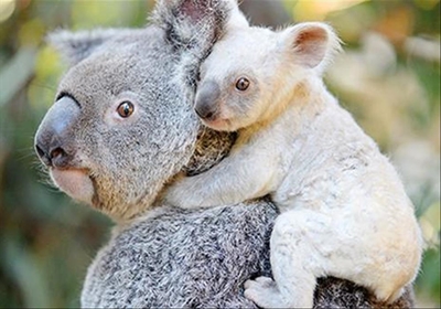 Rare white koala born at Australian zoo