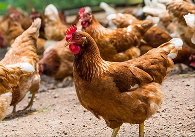SAPA wants compensation for ‘bird flu’ farms