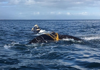 Whale successfully disentangled by NSRI