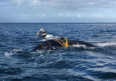 Whale successfully disentangled by NSRI