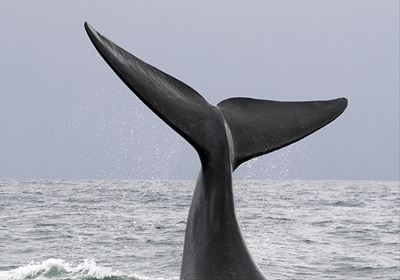 Expert talks on whales and dolphins