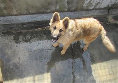 SPCA helps starving dog with ingrown collar