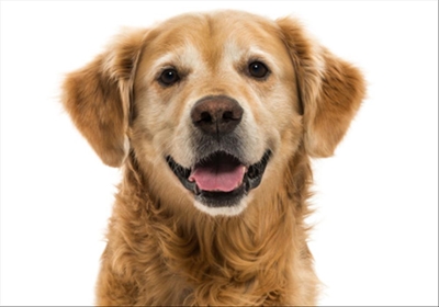 Go fetch! Drones help Swiss rescue dogs find the missing