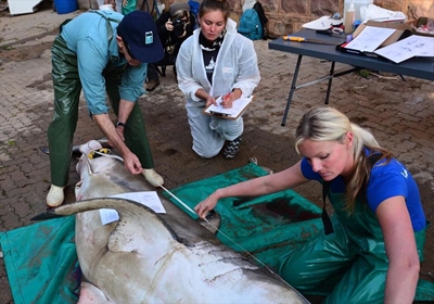 Rare chance to learn more about great whites