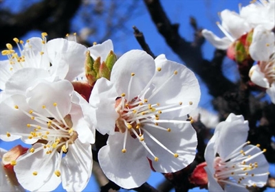 Don't miss the Spring Blossom Festival
