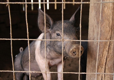 Turning pig waste into energy
