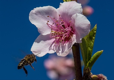 Don't miss the Spring Blossom Festival