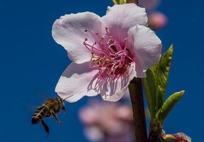 Don't miss the Spring Blossom Festival