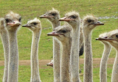 Tests done in areas hit by bird flu