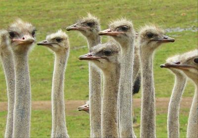 Tests done in areas hit by bird flu