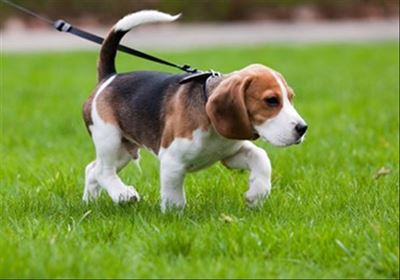 Honde op leibande in die publiek