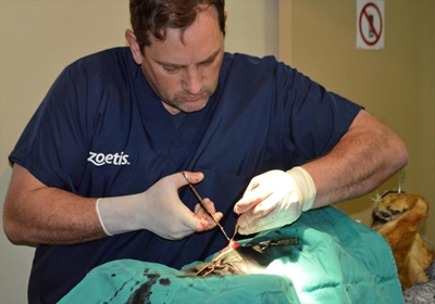 Dogs and cats sterilised in Great Brak 