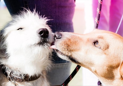 Enter your dog today!