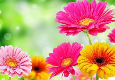 Step into Spring