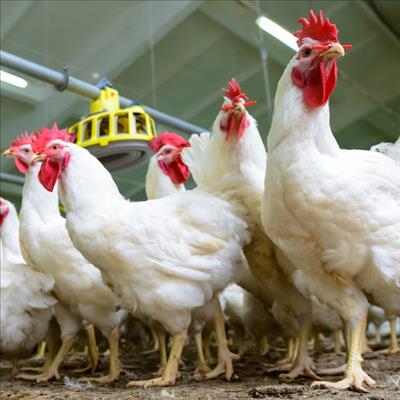 Bird flu spreads in province