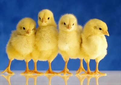 Calls for government to intervene after another bird flu outbreak