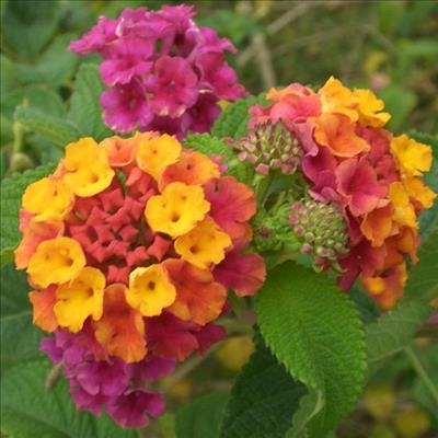 Pam Golding leads the way against invasive plants