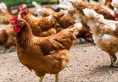 Bird flu reaches 24 outbreaks in SA