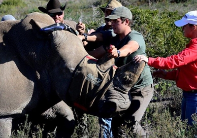 At the heart of rhino conservation