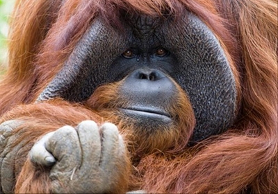 Chantek, the orangutan who used sign language, dies at 39