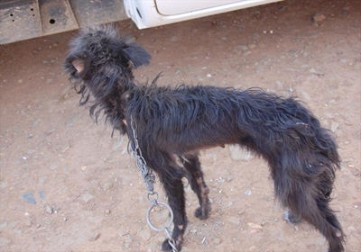 Abused animals rescued by SPCA