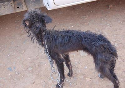Abused animals rescued by SPCA