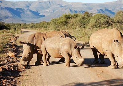 Rhino dies in freak accident