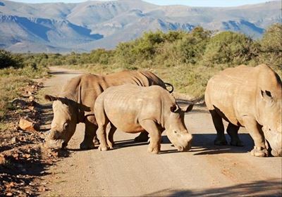 Rhino dies in freak accident
