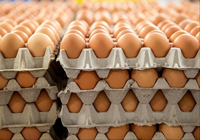 Netherlands scrambles to undo eggs disaster