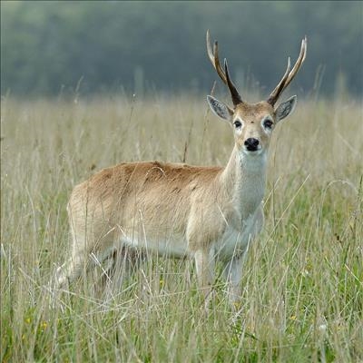 Deer causes 'unbelievable' damage