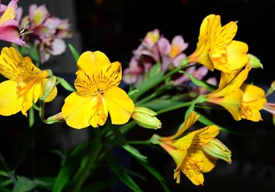 Blommeskou 'n hoogtepunt dié week