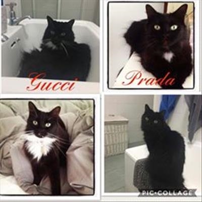 Cats missing from Kleinfontein farm