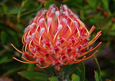 Botanical garden plant sale